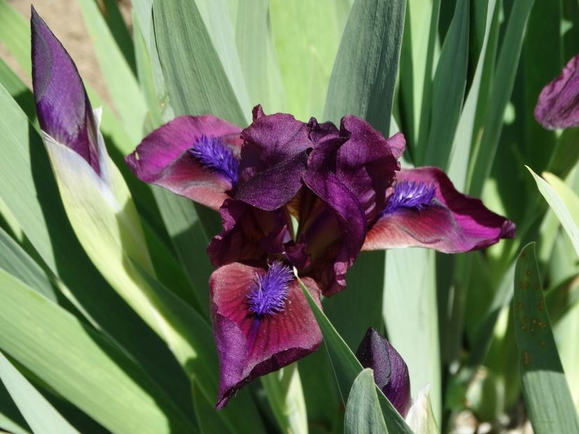  - Irisi 2015-2016-2017-2018