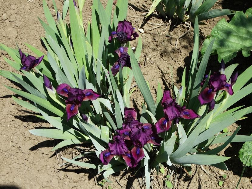  - Irisi 2015-2016-2017-2018