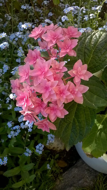 Se simte bine, drăgălașa! - Hortensii 2018- 2019