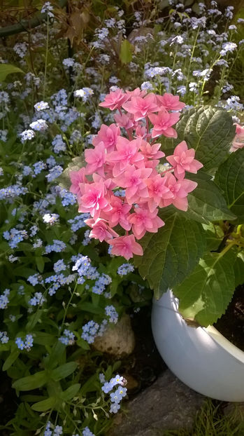 Cu Myosotis se înțelege bine :) - Hortensii 2018- 2019