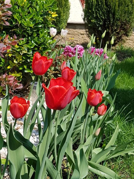 Si iar lalele-Kingsblood - Aprilie 2018