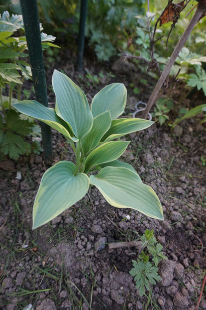  - Hosta 2018- 2022