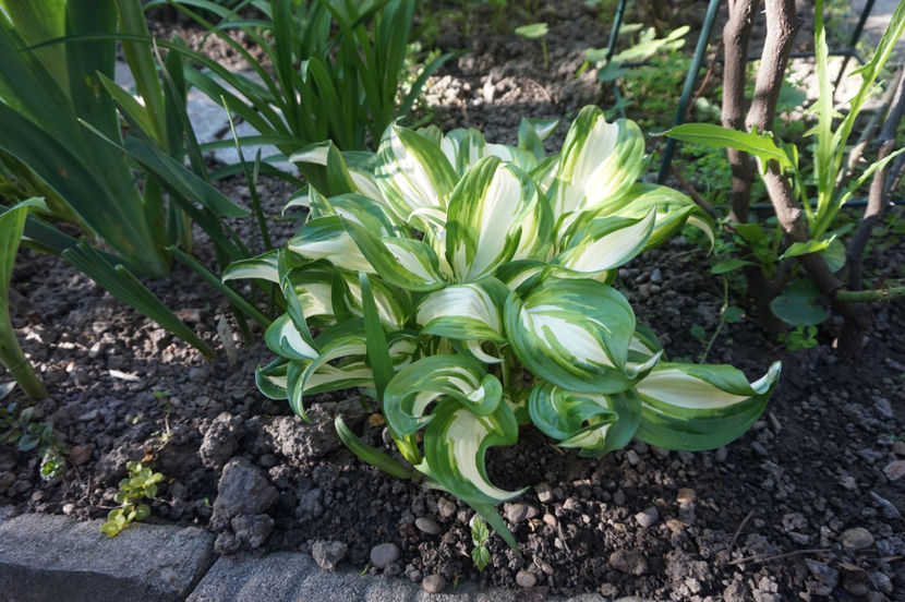  - Hosta 2018- 2022