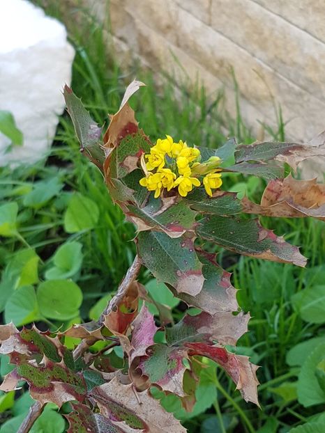 Mahonia-un fir plantat in toamna 2017 - Conifere si arbusti