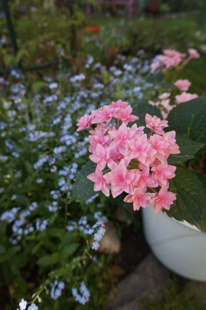  - Hortensii 2018- 2019