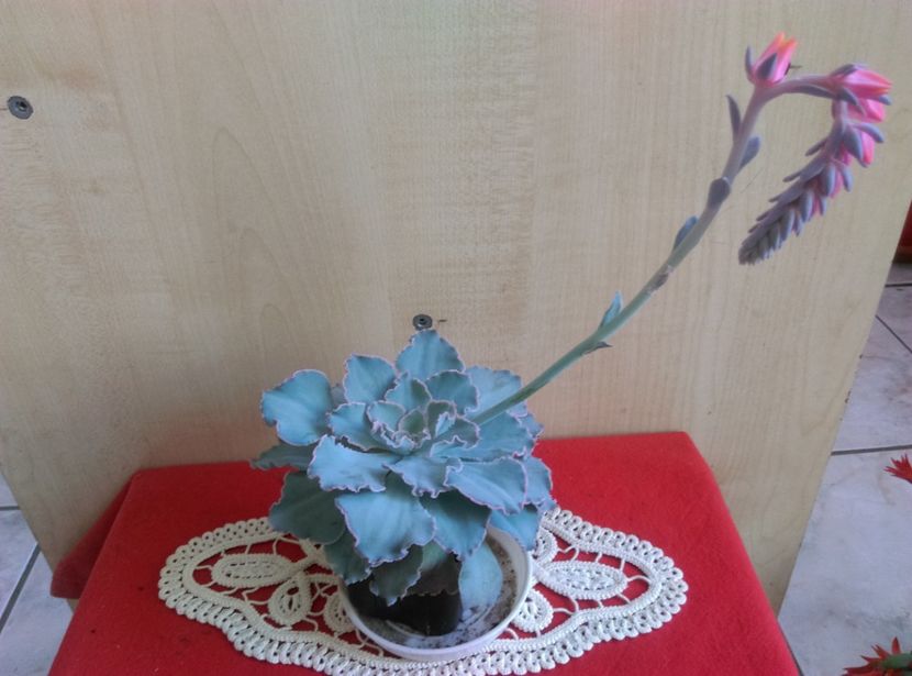  - Cactusi si suculente 2018