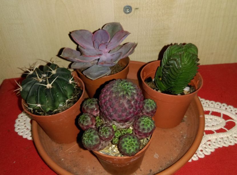  - Cactusi si suculente 2018