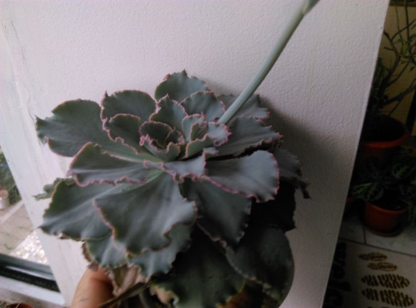  - Cactusi si suculente 2018
