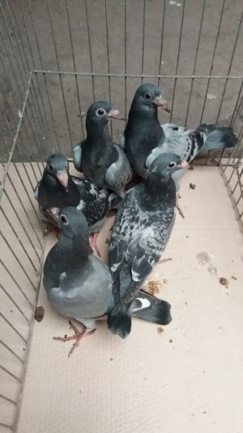 vanduti - De vanzare voiajori pui 2018