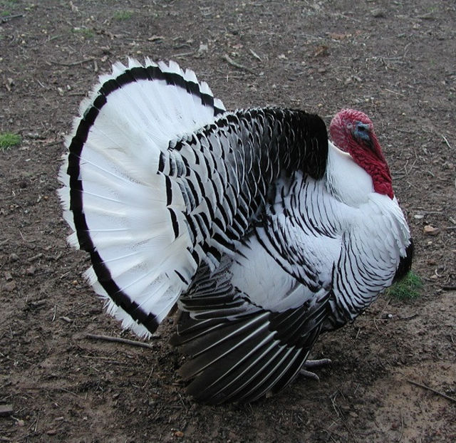 Internet - Curcile Mele