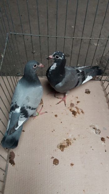 april vanduti - De vanzare voiajori pui 2018