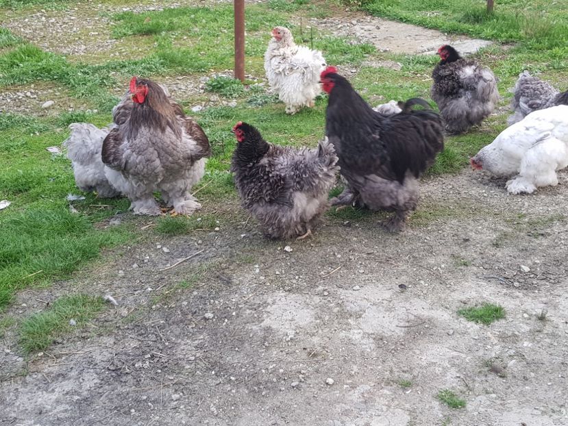  - Cochinchina Urias Albastru-Frezat