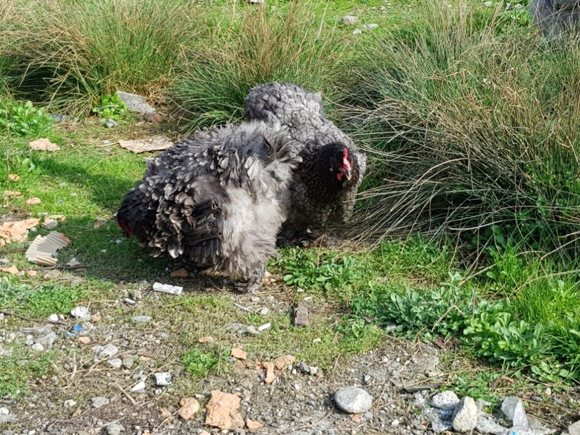  - Cochinchina Urias Albastru-Frezat