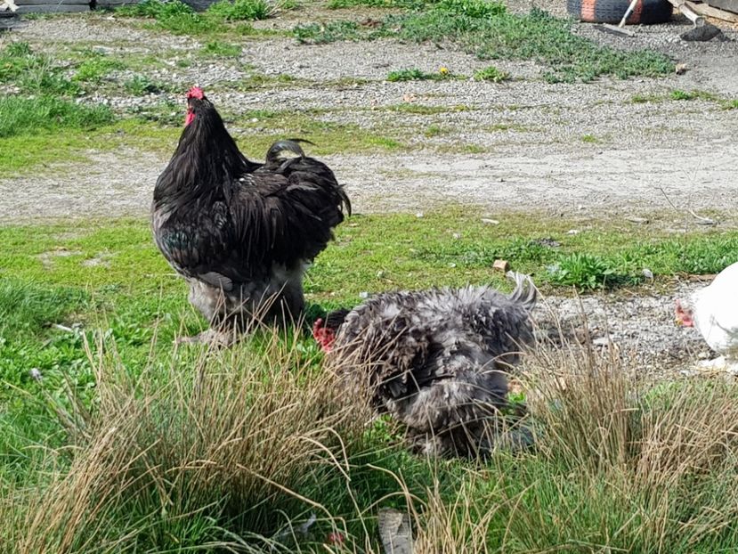 20180413_164402(0) - Cochinchina Urias Albastru-Frezat
