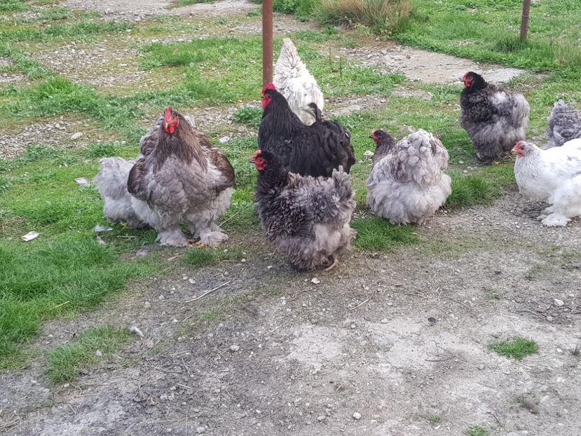  - Vand oua pentru incubat