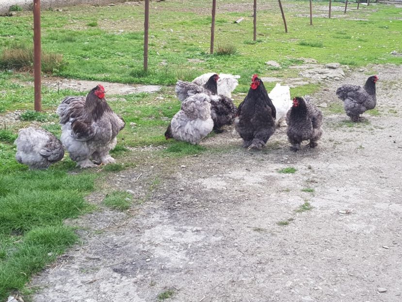  - Vand oua pentru incubat