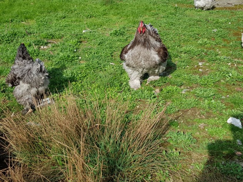  - Vand oua pentru incubat