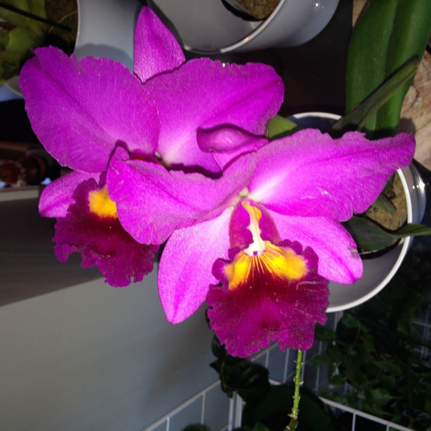  - 2018 Plante de interior