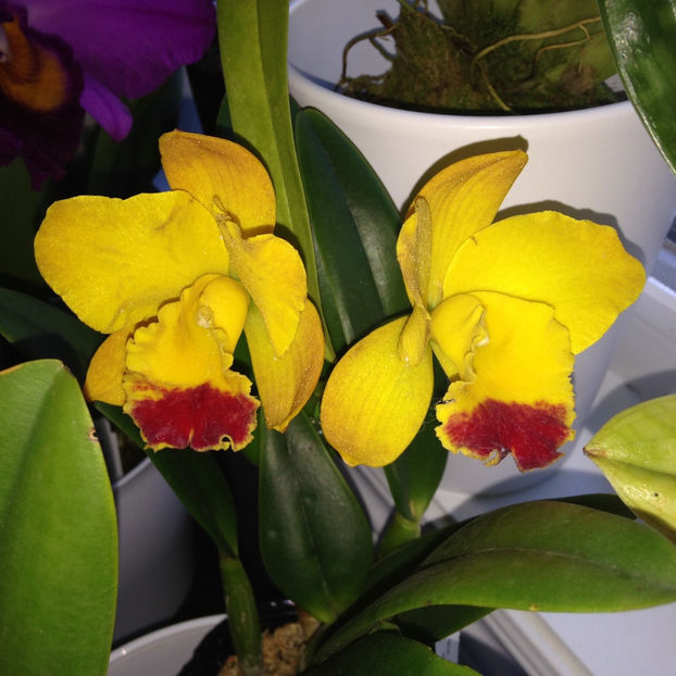  - 2018 Plante de interior