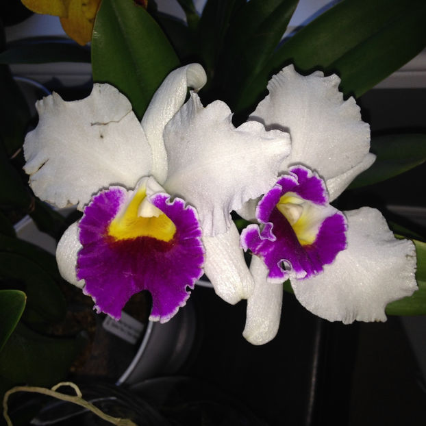  - 2018 Plante de interior