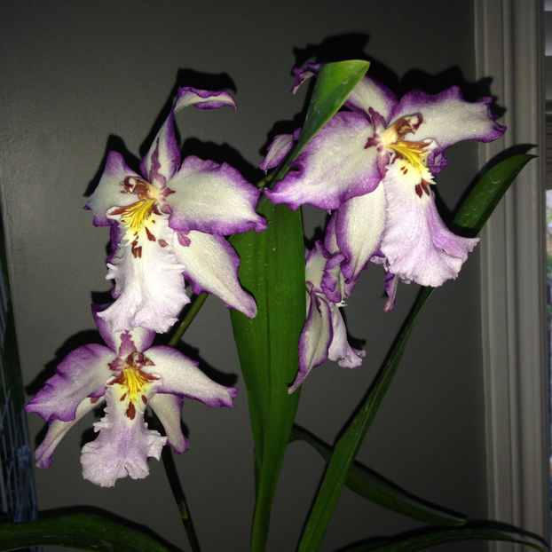  - 2018 Plante de interior