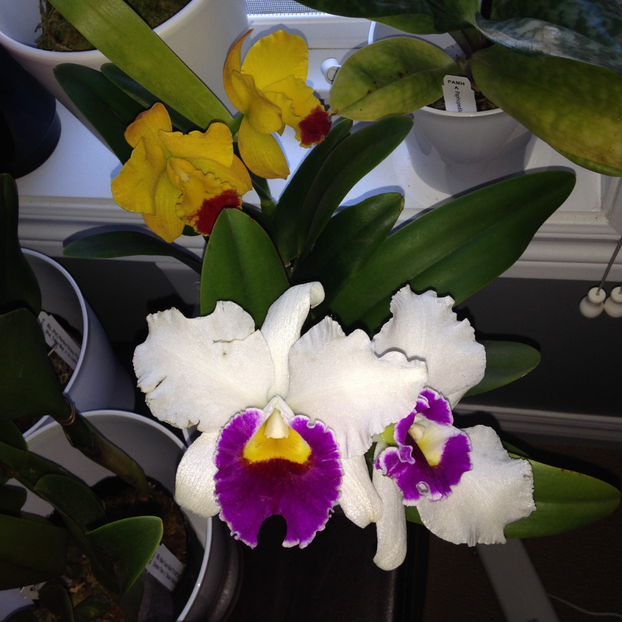  - 2018 Plante de interior