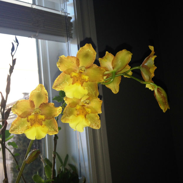  - 2018 Plante de interior