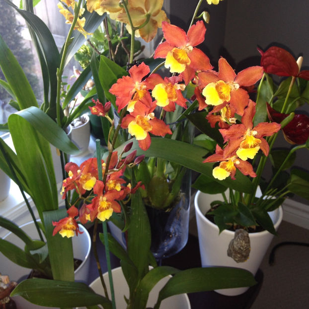  - 2018 Plante de interior