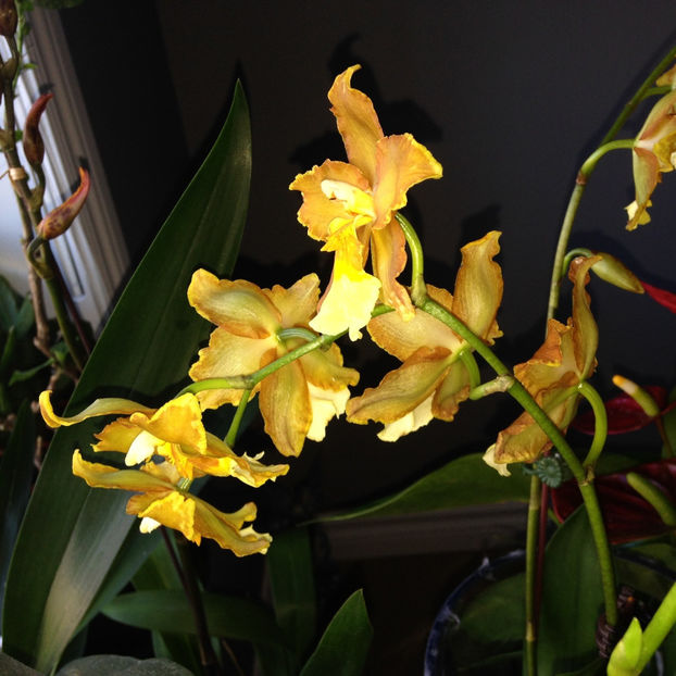  - 2018 Plante de interior