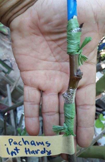 Pachams Triumf , altoire cu intermediar , dubla copulatie perfectionata - altoiri 2018