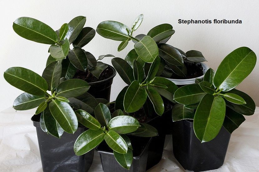 22.04.18 - 2 Stephanotis- inradacinare