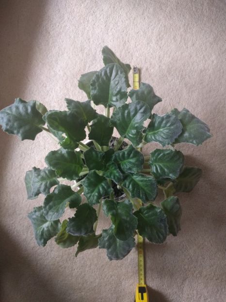  - RS-Gercoginia Liuks