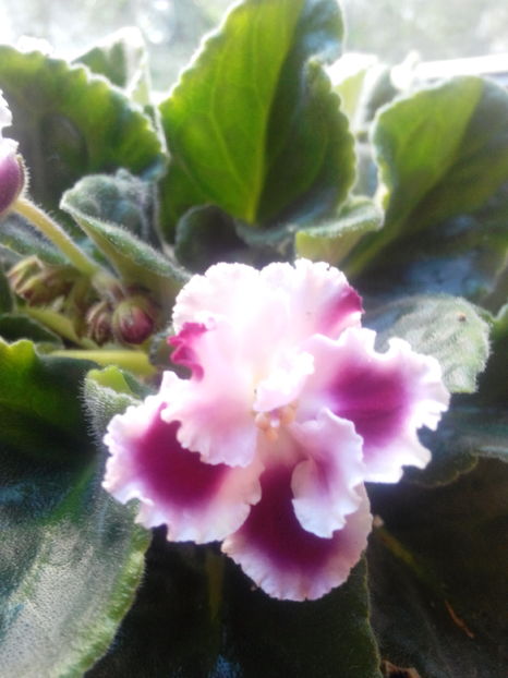  - violete africane