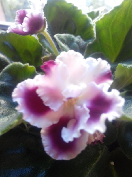 - violete africane