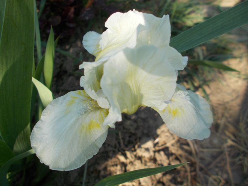  - Irisi-2018 Pumila si Barbata Nana