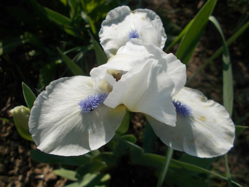  - Irisi-2018 Pumila si Barbata Nana