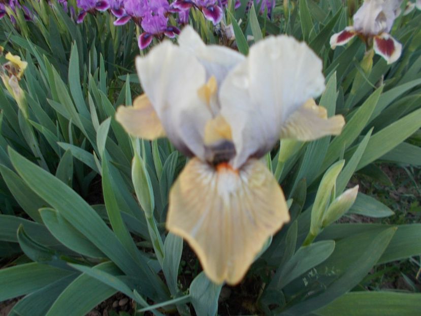  - Irisi-2018 Pumila si Barbata Nana