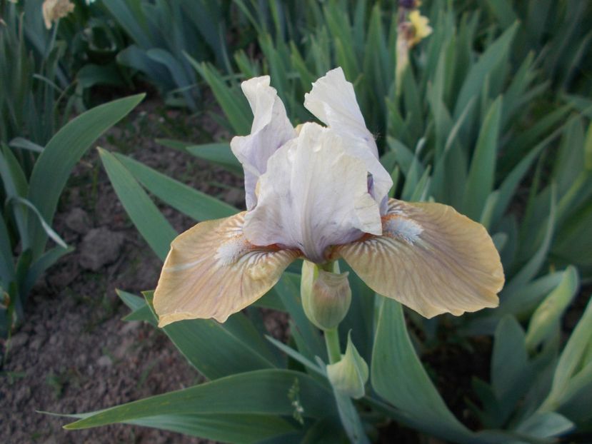  - Irisi-2018 Pumila si Barbata Nana