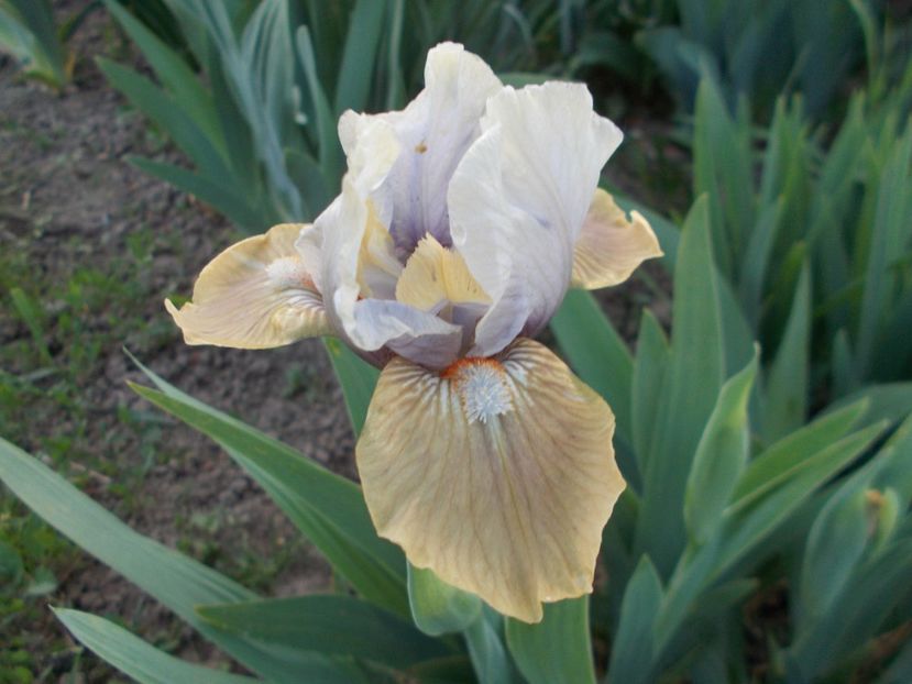  - Irisi-2018 Pumila si Barbata Nana