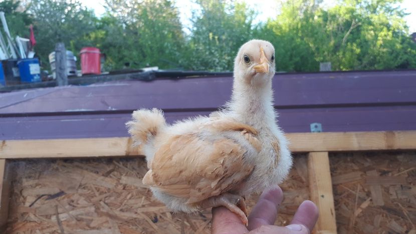 2018 - 15 ORPINGTON GALBEN