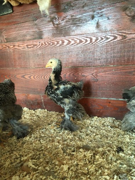 8DE6E592-3A75-49A9-9752-2096C2A02582 - BHÎ Tineret 2018