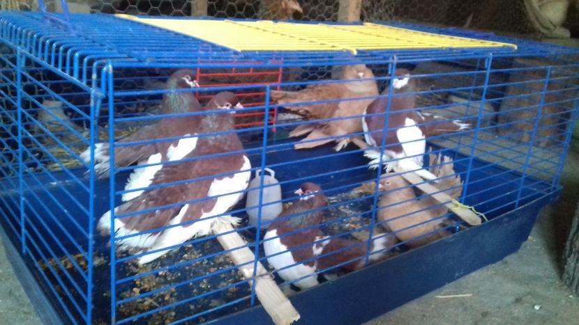  - Porumbei Rostow 2017