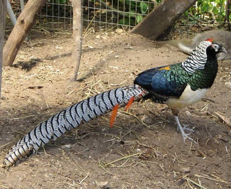 Lady-Amhersts-Pheasant-C - Achizitii Germania 2018