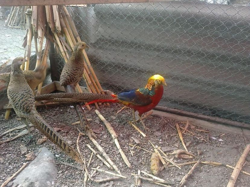 70337700_4_1000x700_de-vanzare-fazani-auriu-galben-si-rosu-din-2017-agro-si-industrie - Achizitii Germania 2018