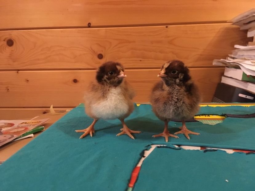 Stânga-cocoș, dreapta-găină - Barnevelder tineret 2018