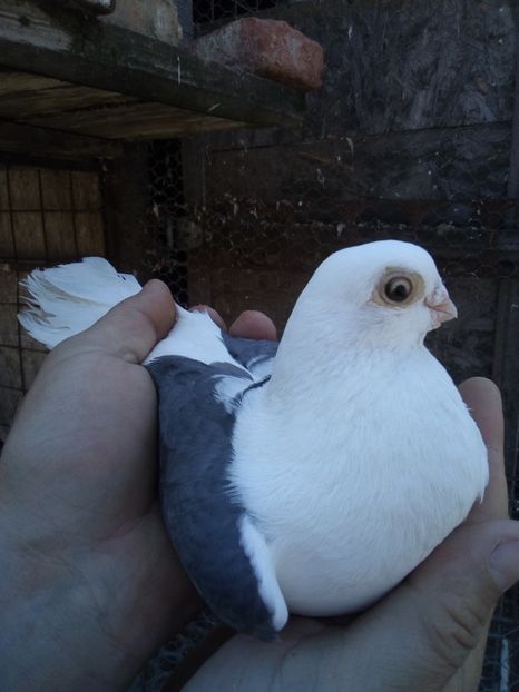  - jucatori capaciti de buzau