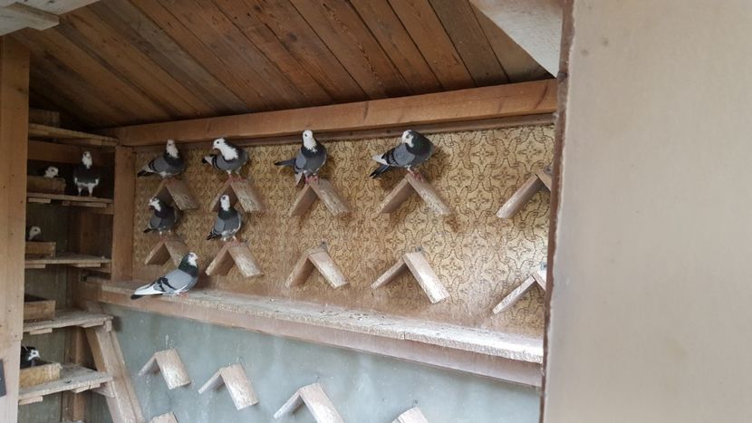  - 1897 Nicolae Trandafir