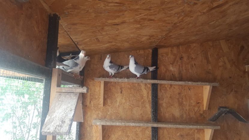  - 1899 Adrian Stanciu