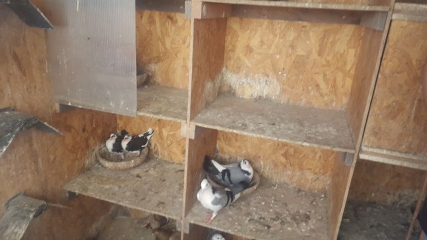  - 1899 Adrian Stanciu