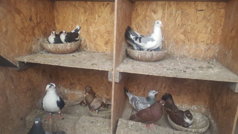  - 1899 Adrian Stanciu